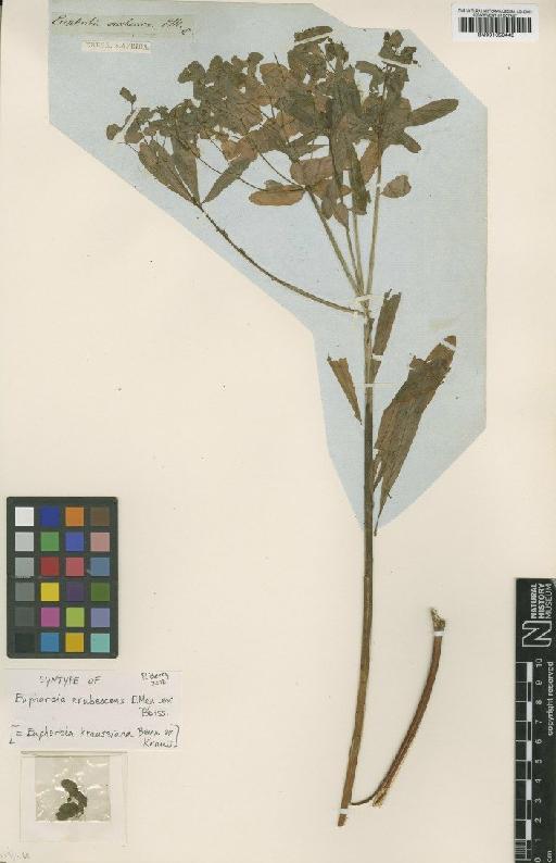 Euphorbia kraussiana Bernh. ex C.Krauss - BM001050440