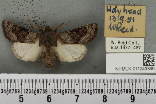 Aporophyla lueneburgensis (Freyer, 1848) - NHMUK_011243369_644494