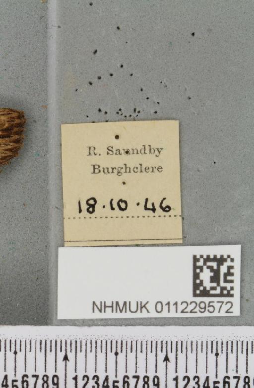 Lithophane semibrunnea (Haworth, 1809) - NHMUK_011229572_label_631783