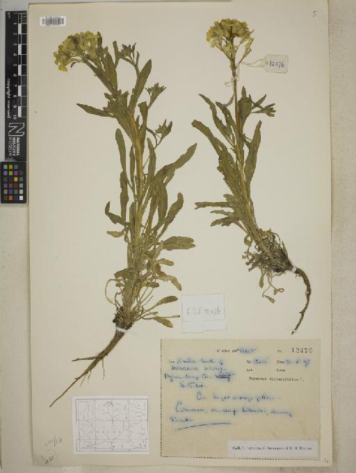 Erysimum hieracifolium L. - BM001241953