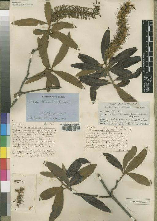 Faurea discolor Welw. - BM000630027