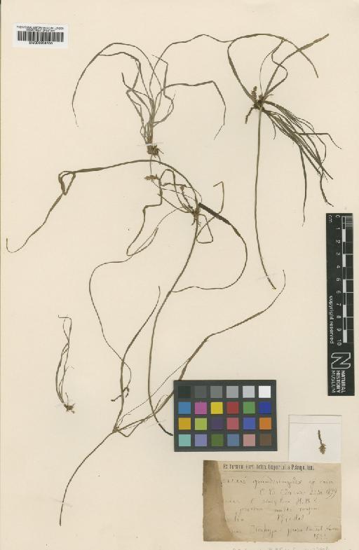 Cyperus grandisimplex C.B.Clarke - BM000938330