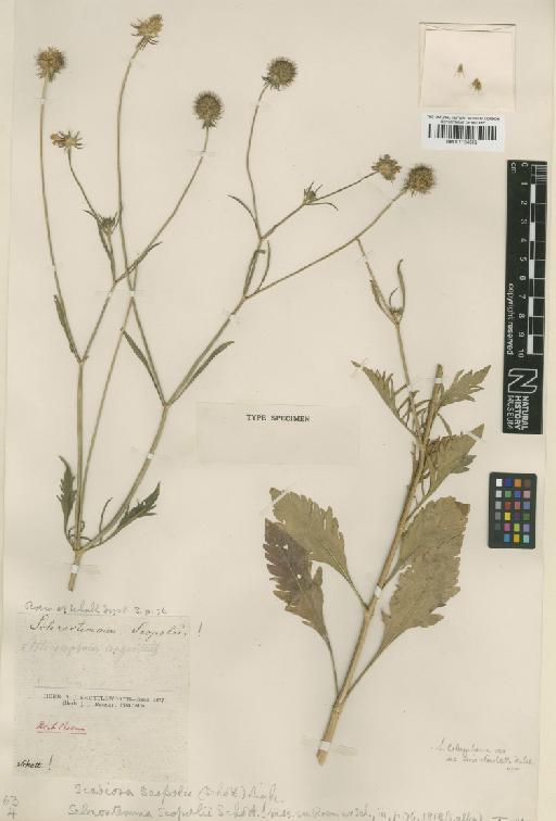 Scabiosa argentea L. - BM001134513