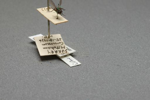 Fannia canicularis (Linnaeus, 1761) - 013421584_additional_4