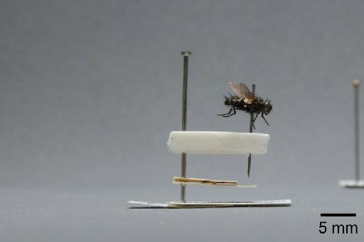 Sarcophaga (Myorhina) nigriventris Meigen, 1826 - 015091859_lateral