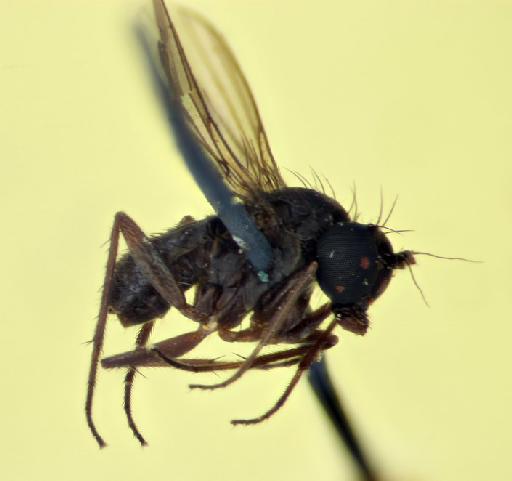 Cryptophleps nigrihalteratus Lamb, 1922 - BNMH(E) 249004 lateral