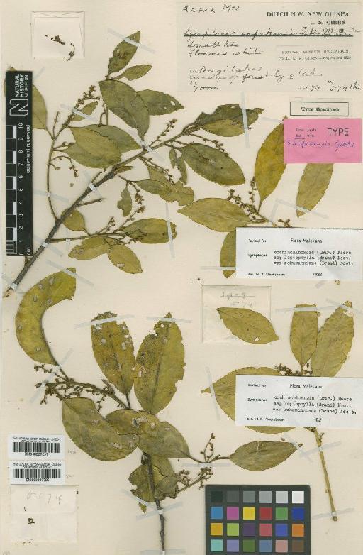 Symplocos cochinchinensis subsp. leptophylla var. schumanniana (Brand) Noot. - BM000997598
