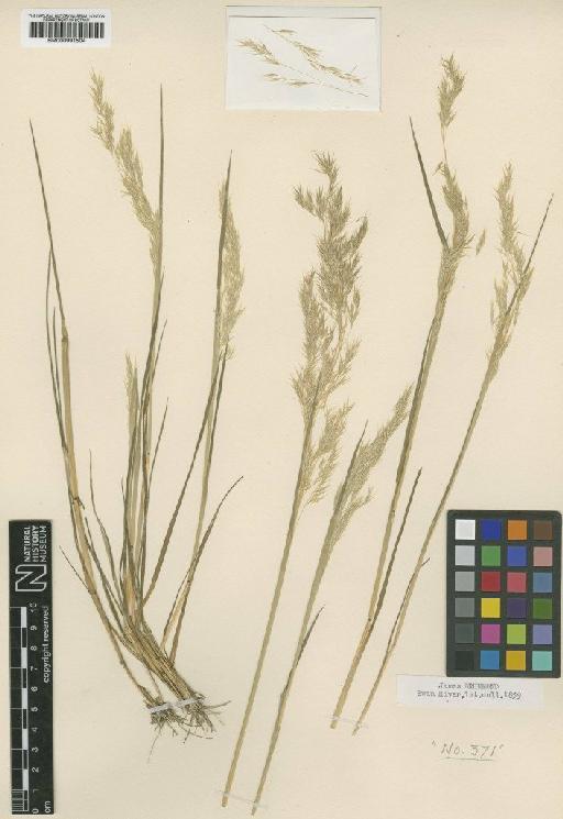 Calamagrostis drummondii (Steud.) Govaerts - BM000991504