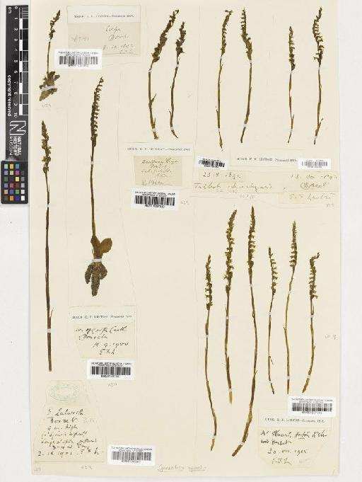 Spiranthes spiralis (L.) Chevall. - BM001037340