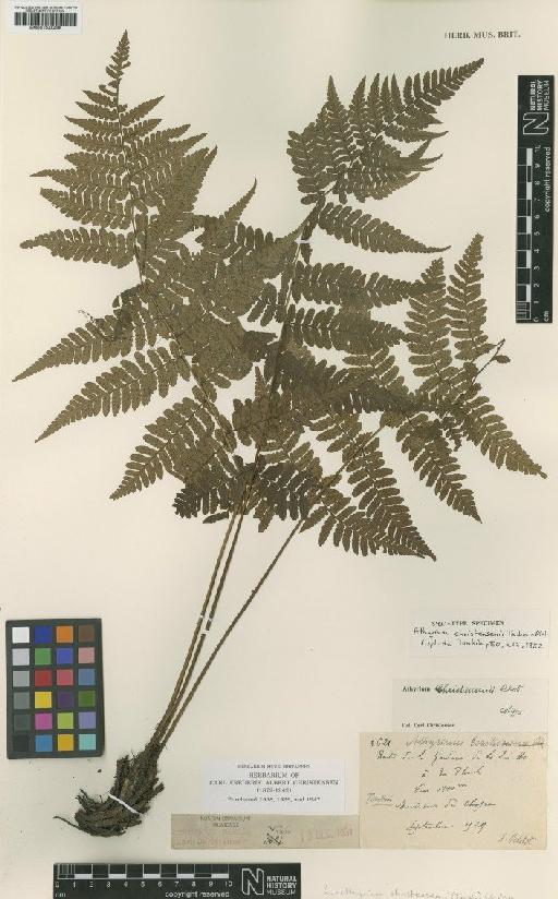 Lunathyrium christensenii (Tardieu) Ching - BM001048498