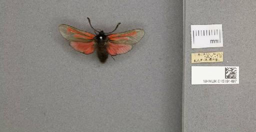 Zygaena (Mesembrynus) purpuralis purpuralis (Brünnich, 1763) - 015191497_775459_1477570