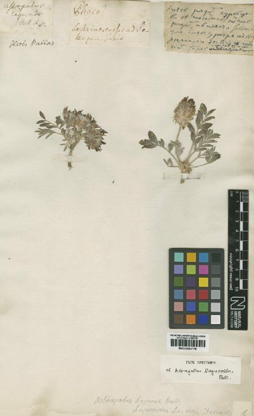 Astragalus laguroides Pall. - BM000884775