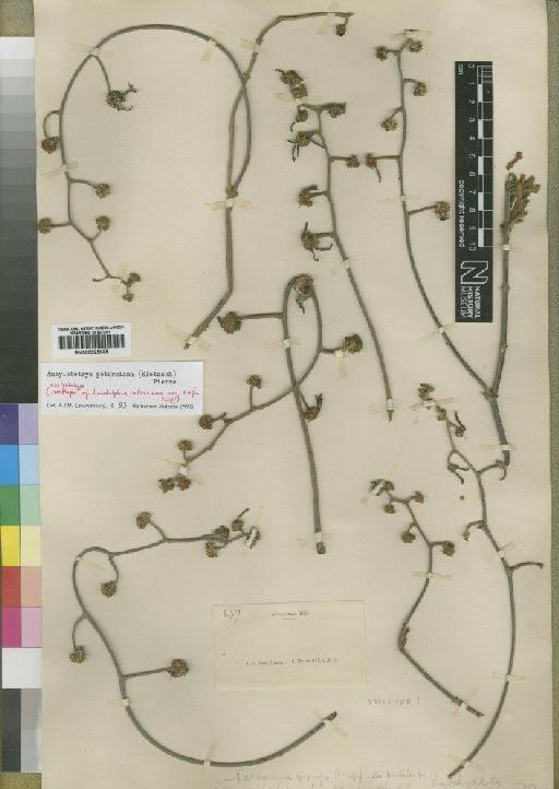 Ancylobotrys petersiana (Klotzsch) Pierre - BM000925635