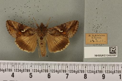 Autographa gamma (Linnaeus, 1758) - NHMUK_010492697_548361