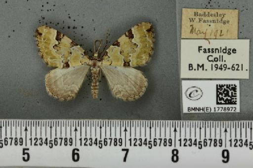 Colostygia pectinataria (Knoch, 1781) - BMNHE_1778972_354416