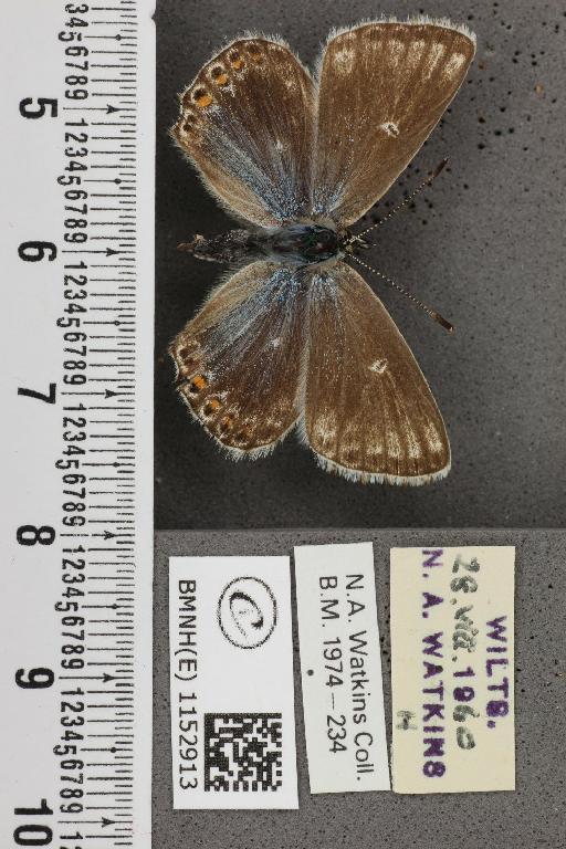 Lysandra coridon ab. albocrenata Tutt, 1910 - BMNHE_1152913_103927