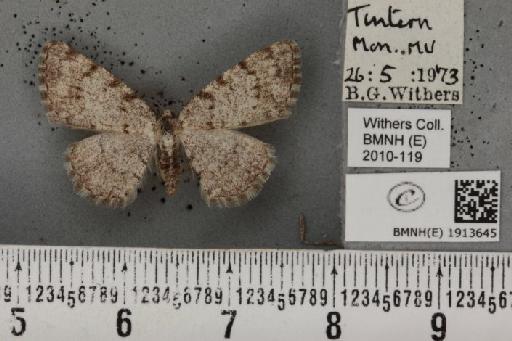 Aethalura punctulata (Denis & Schiffermüller, 1775) - BMNHE_1913645_485538