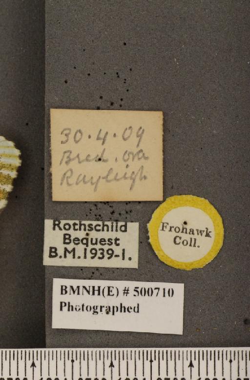 Anthocharis cardamines britannica Verity, 1908 - BMNHE_500710_label_66883