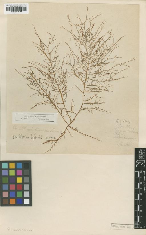 Gracilaria cervicornis (Turner) Agardh - BM000936186