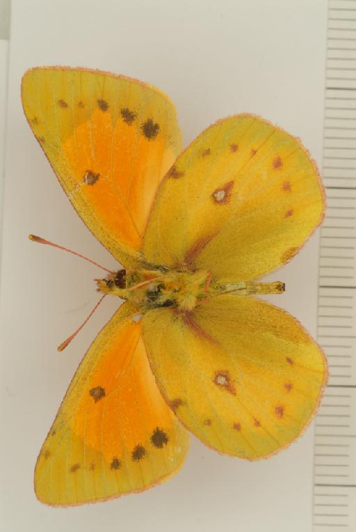 Colias vauthierii Guérin-Méneville, 1830 - Colias_lesbia_vauthierii_Guérin-Méneville,_1830_male_BMNH(E)_#982799_ventral