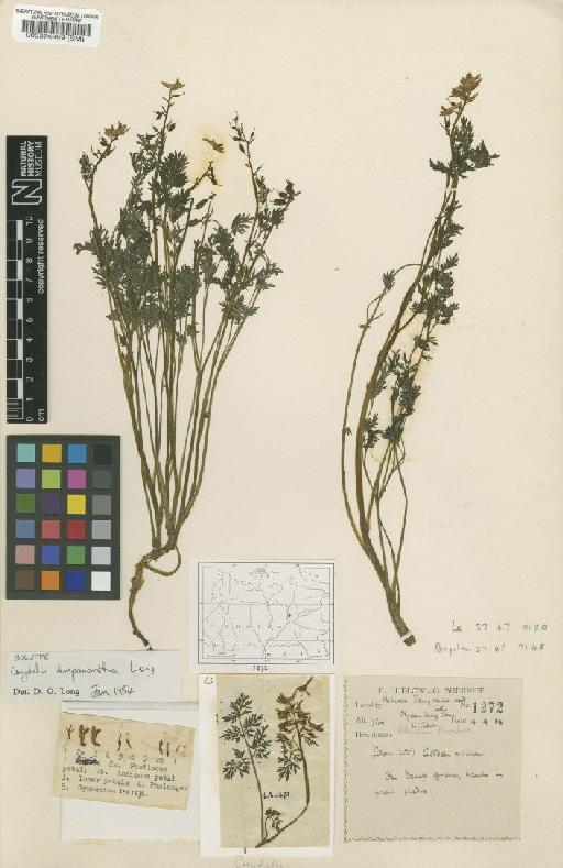 Corydalis drepanantha D.G.Long - BM000574959