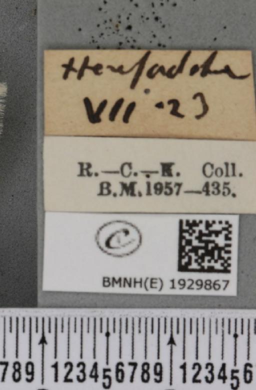 Cabera exanthemata (Scopoli, 1763) - BMNHE_1929867_label_495284