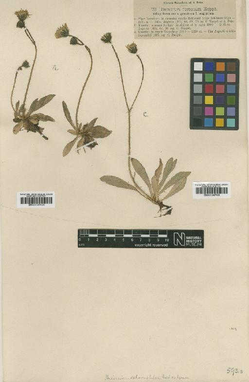 Hieracium sphaerocephalum subsp. furcatum (Hoppe) Zahn - BM001047430