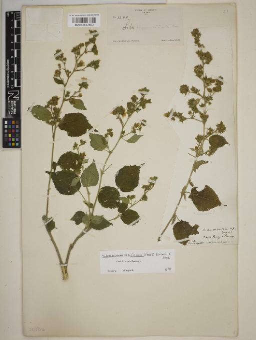 Allosidastrum hilarianum (C.Presl) Krapov., Fryxell & Bates - BM013833663