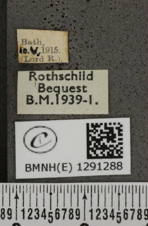 Celastrina argiolus britanna (Verity, 1919) - BMNHE_1291288_label_128726