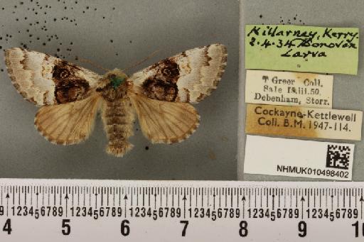 Colocasia coryli ab. medionigra Vorbrodt, 1911 - NHMUK_010498402_556291