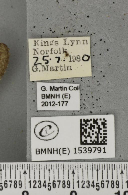 Notodonta dromedarius (Linnaeus, 1758) - BMNHE_1539791_label_244484