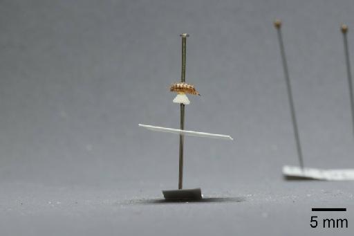 Fannia clara Collin, 1939 - 013421830_lateral
