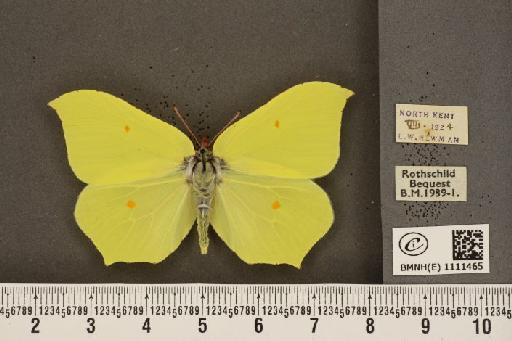 Gonepteryx rhamni rhamni ab. fervida Fritsch, 1911 - BMNHE_1111465_64686