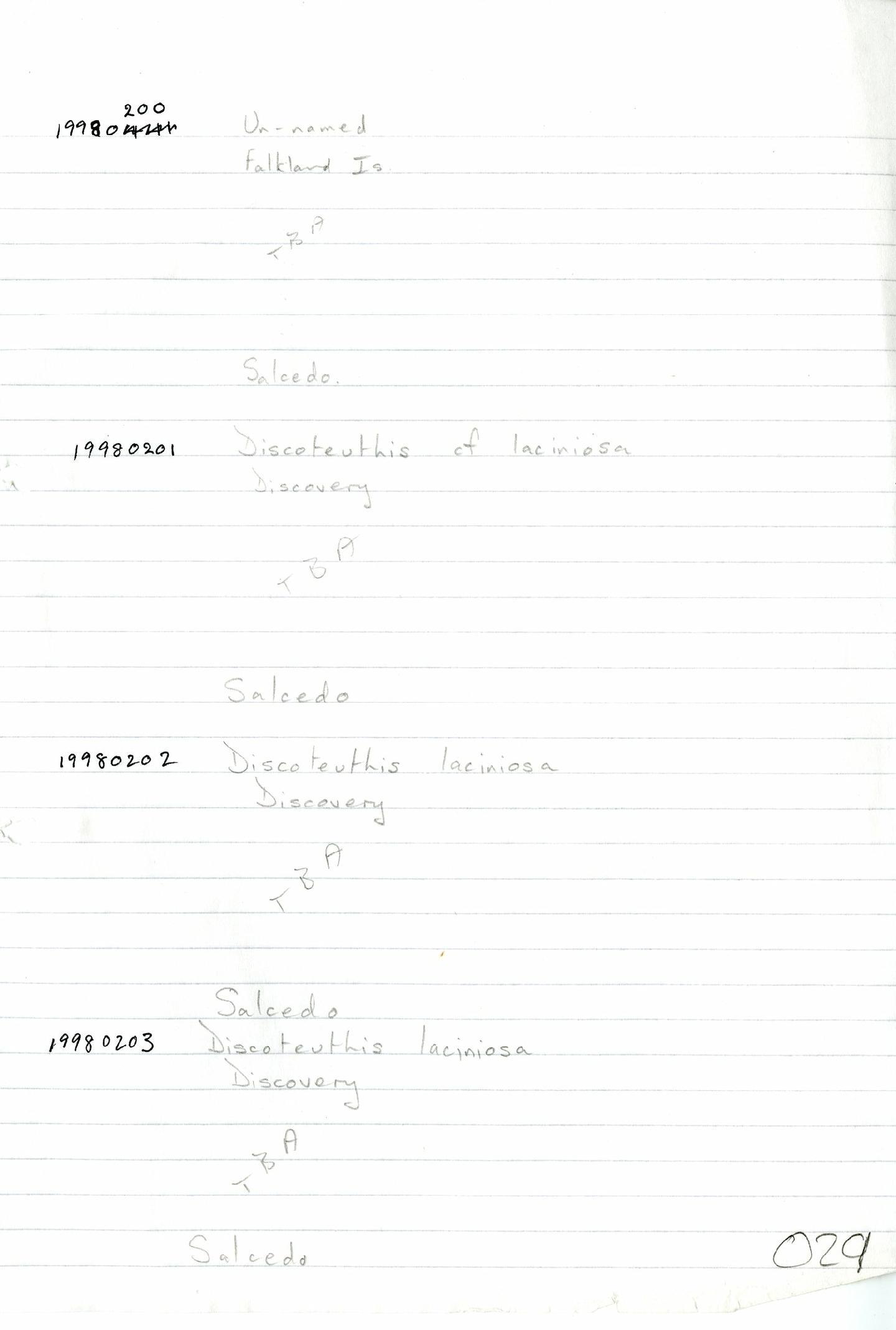 Discoteuthis laciniosa thumbnail