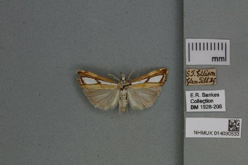 Catoptria permutatellus (Herrich-Schäffer, 1848) - 014030533_136823_1082908