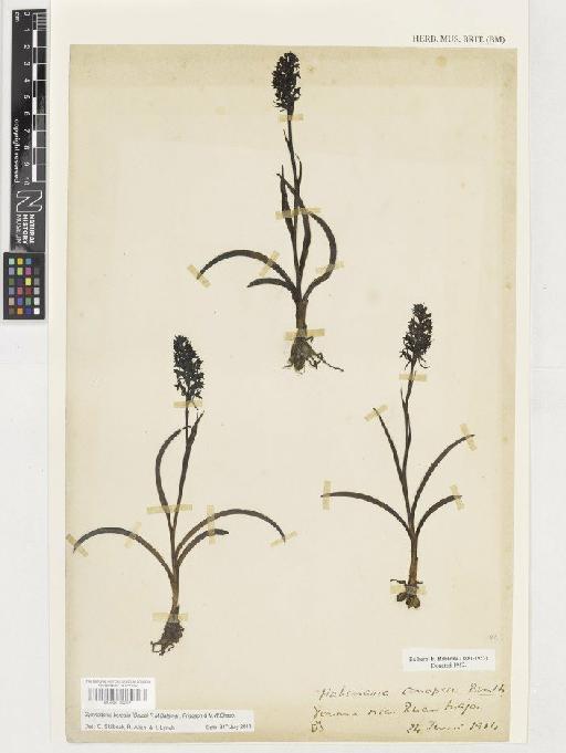 Gymnadenia borealis (Druce) R.M.Bateman, Pridgeon & M.W.Chase - BM001130297