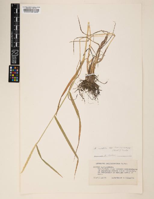 Elymus mutabilis subsp. transbaicalensis (Nevski) Tzvelev - 000064290