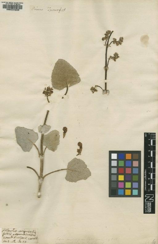 Salvia candidissima Vahl - BM000618324