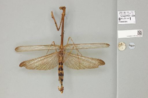 Euchomenella heteroptera (de Haan, 1842) - 012497334_71113_89336