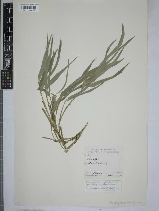Sinarundinaria anceps (Mitf) C.S.Chao & Renvoize - 011026233