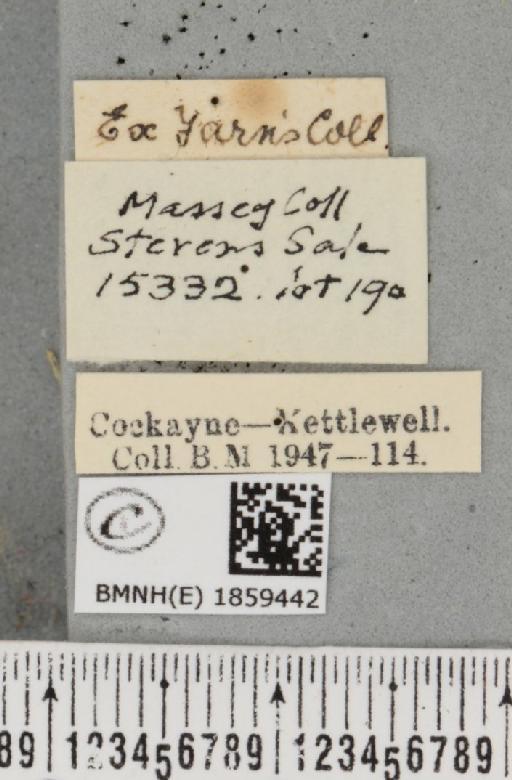 Pseudopanthera macularia ab. radiata-interrupta Loritz, 1947 - BMNHE_1859442_label_430072