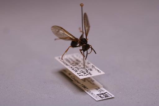 Mischocyttarus chanchamayoensis Richards, 1978 - 013632822_additional_4