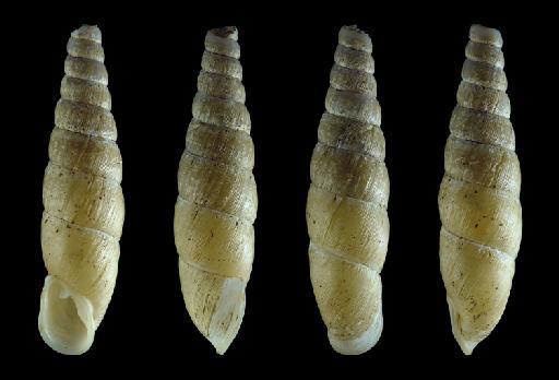 Oospira decollata muspratti Grego & Szekeres, 2021 - 1912.4.16.29, Oospira decollata (Likharev, 1962)