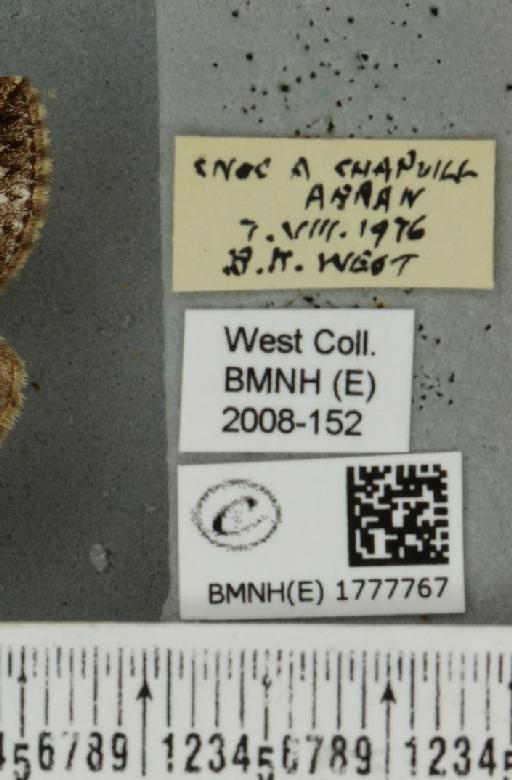 Dysstroma truncata concinnata (Stephens, 1831) - BMNHE_1777767_label_348705