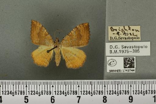 Camptogramma bilineata bilineata (Linnaeus, 1758) - BMNHE_1743744_315474