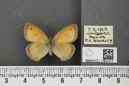 Coenonympha pamphilus ab. partimtransformis Leeds, 1950 - BMNHE_1065312_26645
