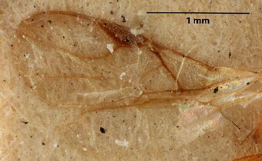 Dendrosoter sicanus Marshall, T.A., 1888 - 010880780_Dendrosoter_sicanus_holotype_wings