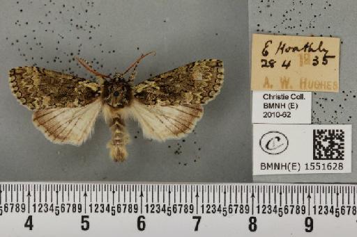 Polyploca ridens (Fabricius, 1787) - BMNHE_1551628_238827