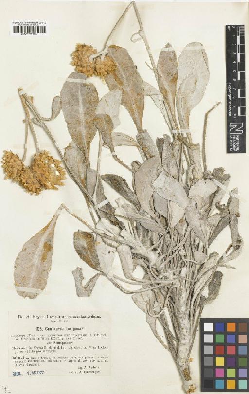 Centaurea ragusina subsp. lungensis (Ginzb.) Hayek - BM001043137