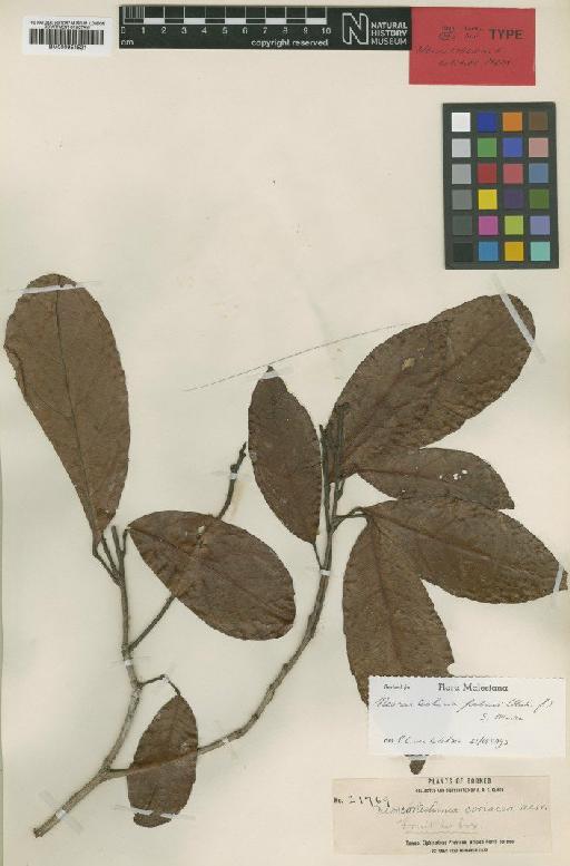 Neoscortechinia forbesii (Hook.f.) S.Moore - BM000951521